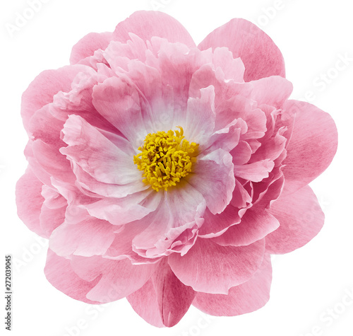 light pink peony flower isolated on a white background with clipping path no shadows. Closeup. Nature.