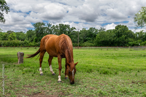 Brown Horse with White Blaze Grazing in a Ranch Pasture