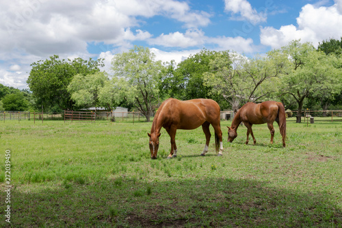 Two Horses Grazing on Grass in a Ranch Meadow