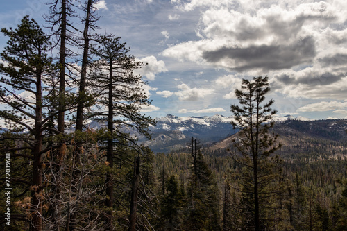 pine forest in the mountains