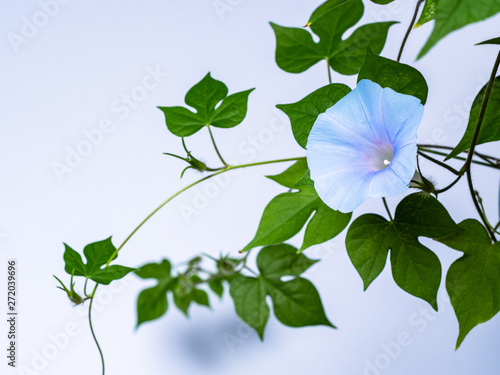  It is morning glory that was photographed in the early morning