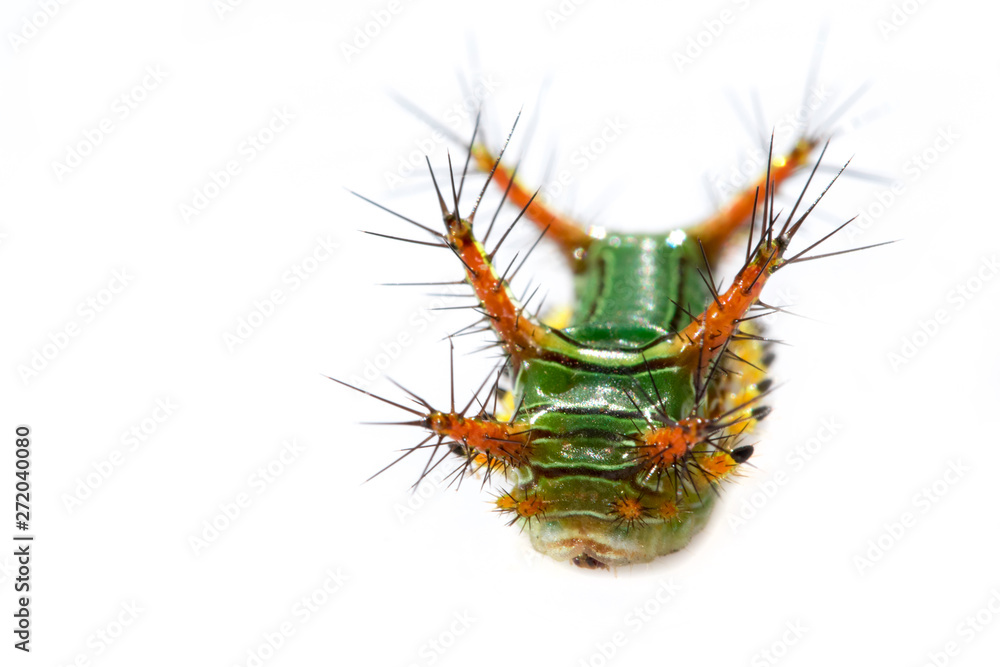 Image of Stinging Nettle Slug Caterpillar (Cup Moth, Limacodidae) 