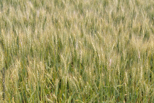 初夏の小麦畑 © Tomory