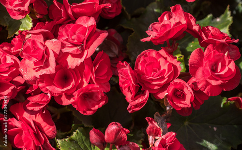 Close-up of beautiful red Begonia flowers blooming in the garden. Begonia flowers blooming background.