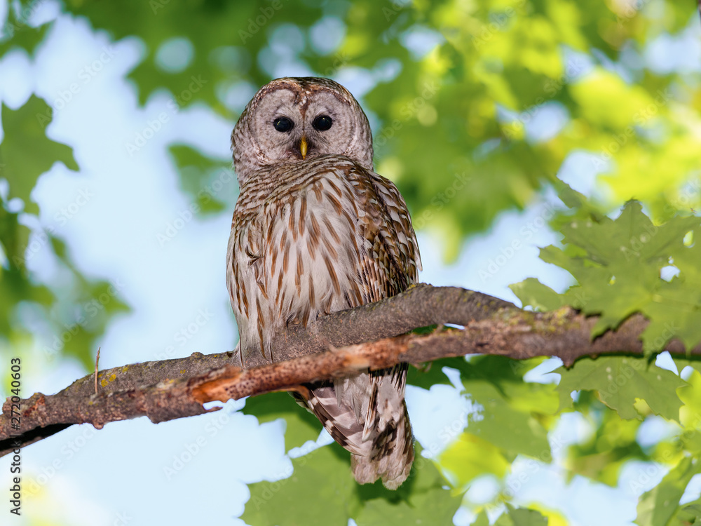 Female Barred Owl Perched in Tree in Spring Female Barred Owl Perched in Tree in Spring