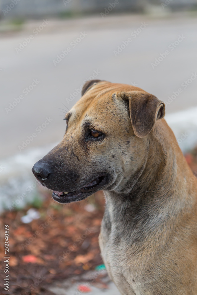Thai brown dog Waiting for the owner Thai brown dog Waiting for the owner