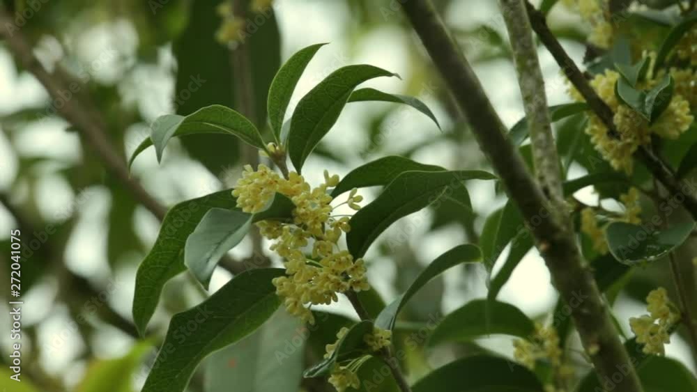 Group of white Sweet osmanthus flowers or Sweet olive flowers blossom on its tree in spring time Group of white Sweet osmanthus flowers or Sweet olive flowers blossom on its tree in spring time