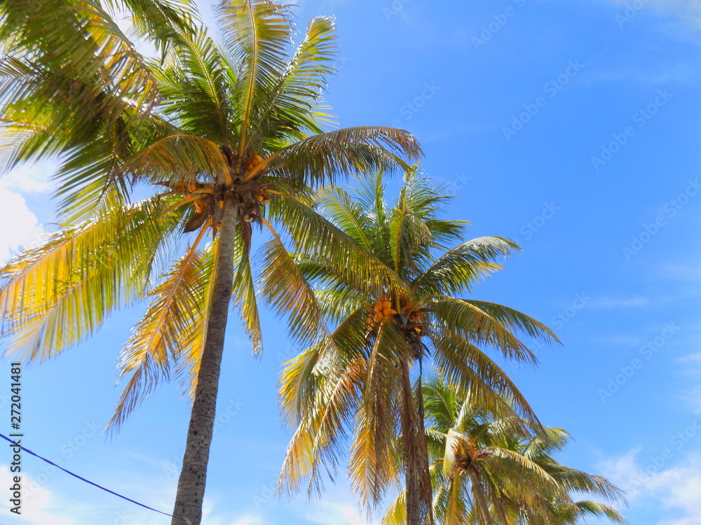 Obraz premium Palm Trees and Coconuts