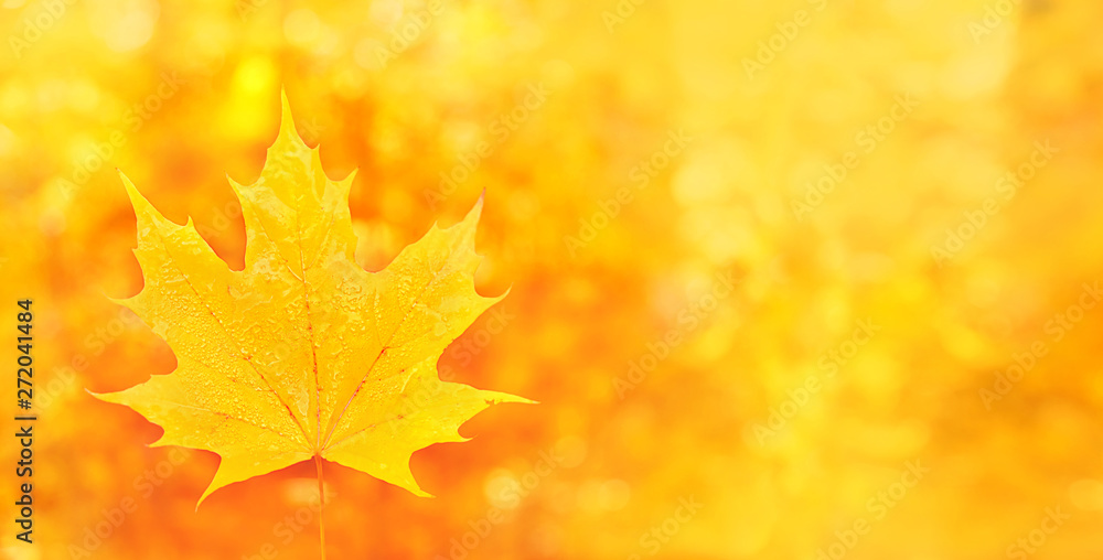 Fototapeta premium Yellow maple leaf in autumn forest background. beautiful autumn natural landscape. Fall season concept. close up. banner, copy space
