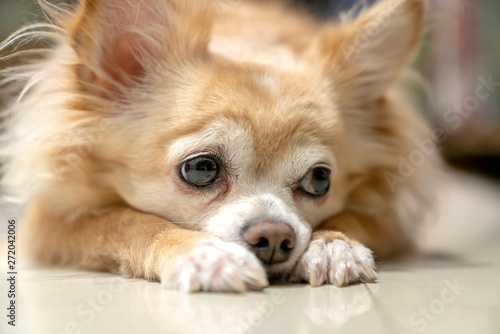 Photography boring brown furry chihuahua dog waiting for wood from owner