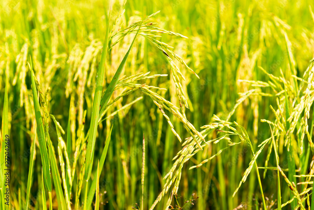 Rice field in local area of Thailand sunny day