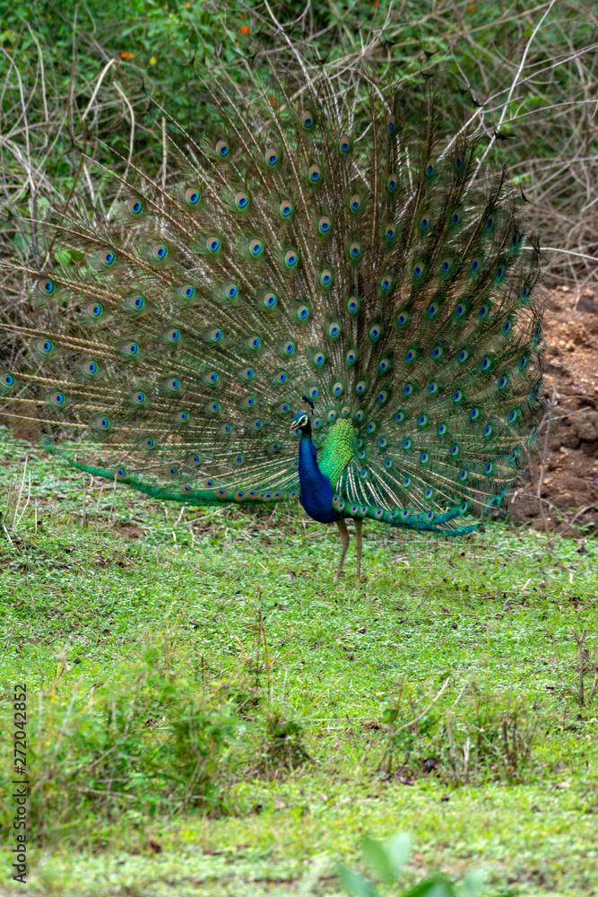 Fototapeta premium Peafowl from the Nilgiri Biosphere