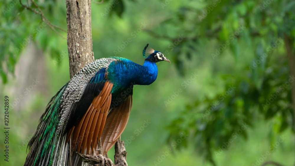 Fototapeta premium Peafowl from the Nilgiri Biosphere