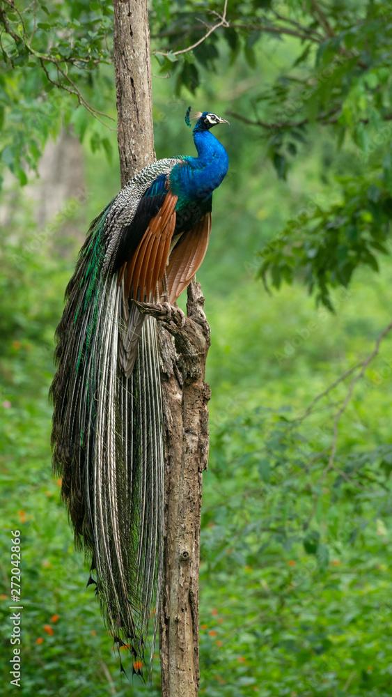 Fototapeta premium Peafowl from the Nilgiri Biosphere