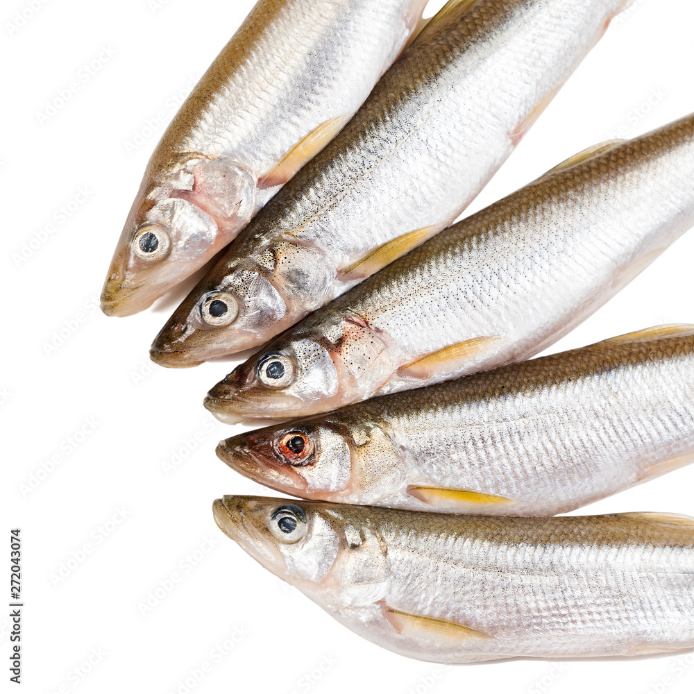 five pieces of raw delicacy smelt-fish on white background before cooking protein diet dish five pieces of raw delicacy smelt-fish on white background before cooking protein diet dish