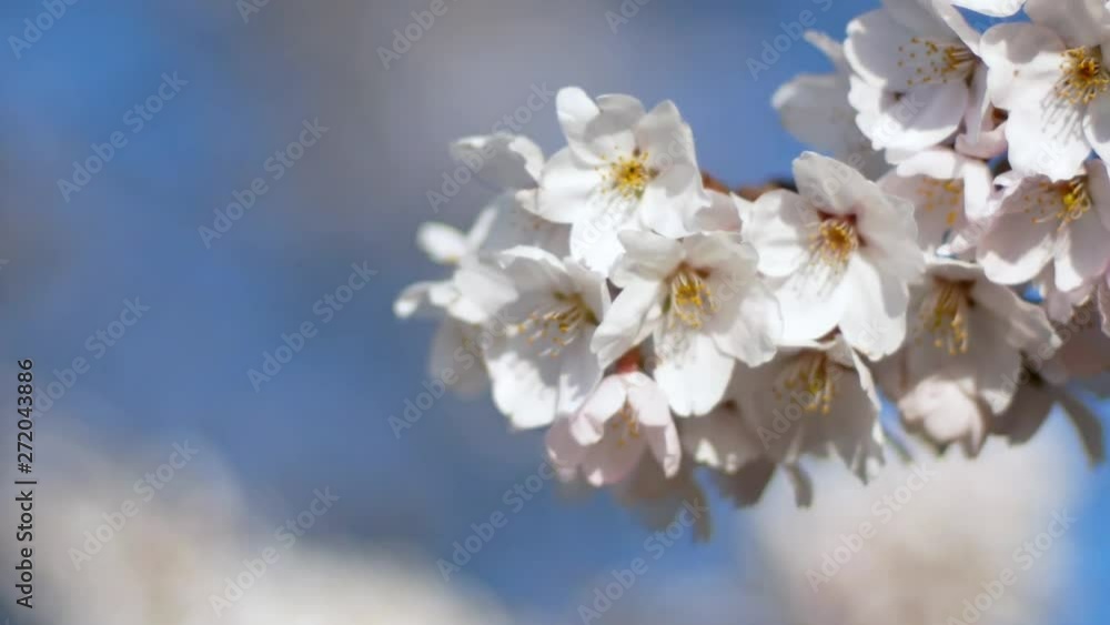 Zooming view of the beautiful sakura (plum,ume flower) flower blossom in spring full-bloom of sakura flower season in daytime- Hanami Flower Viewing season Zooming view of the beautiful sakura (plum,ume flower) flower blossom in spring full-bloom of sakura flower season in daytime- Hanami Flower Viewing season