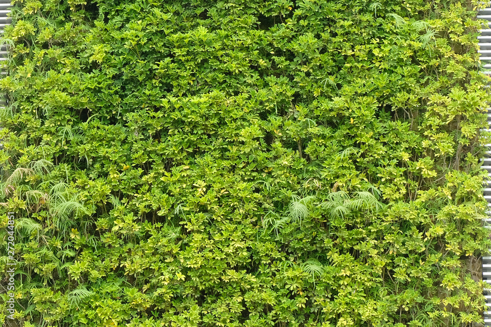 Obraz premium Green leave texture