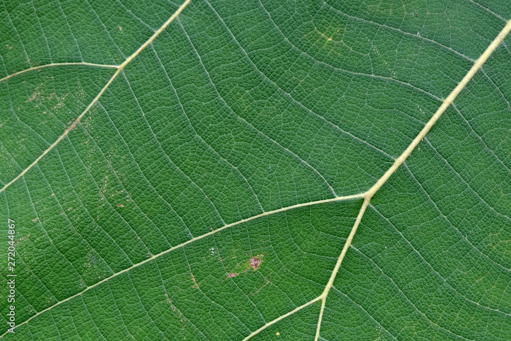 Close Up Of Green Leaf Texture Close Up Of Green Leaf Texture