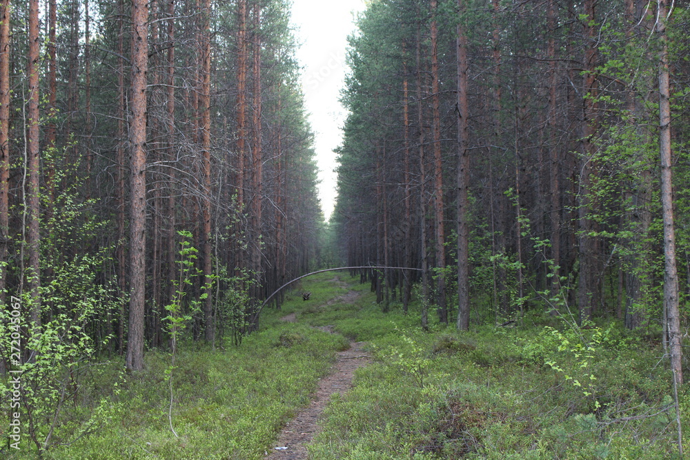 Fototapeta premium road in the forest
