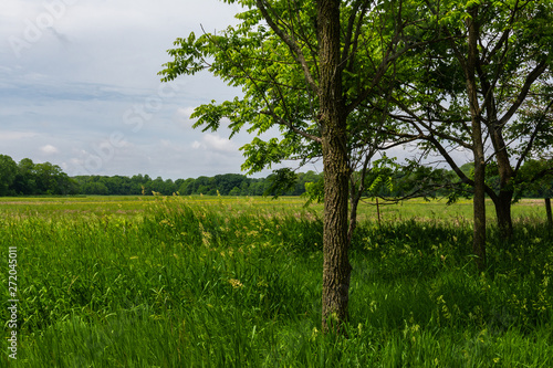 Trees and field