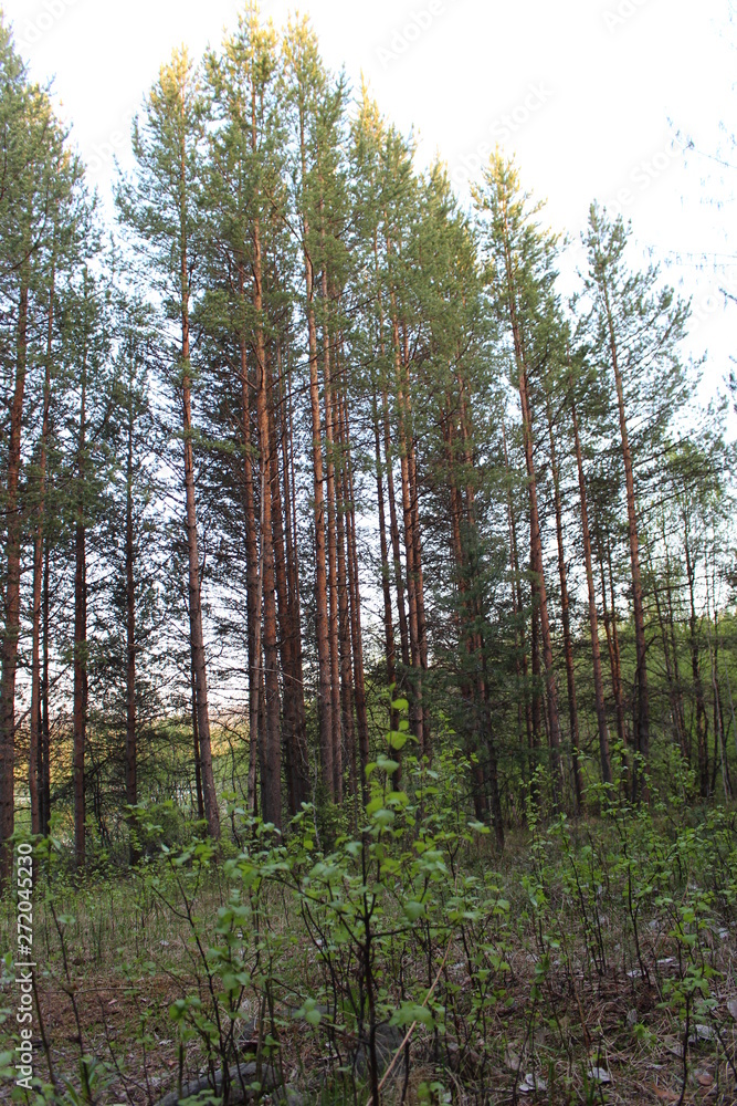 trees in forest trees in forest