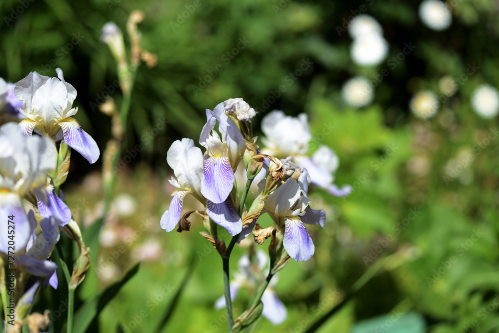 Iris flowers in the garden on a bright sunny day Iris flowers in the garden on a bright sunny day