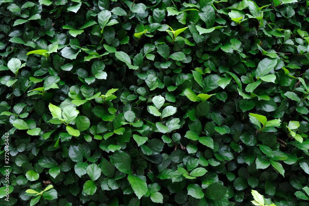Green leave texture Green leave texture