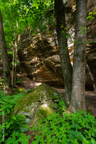 Canyon walls and trees