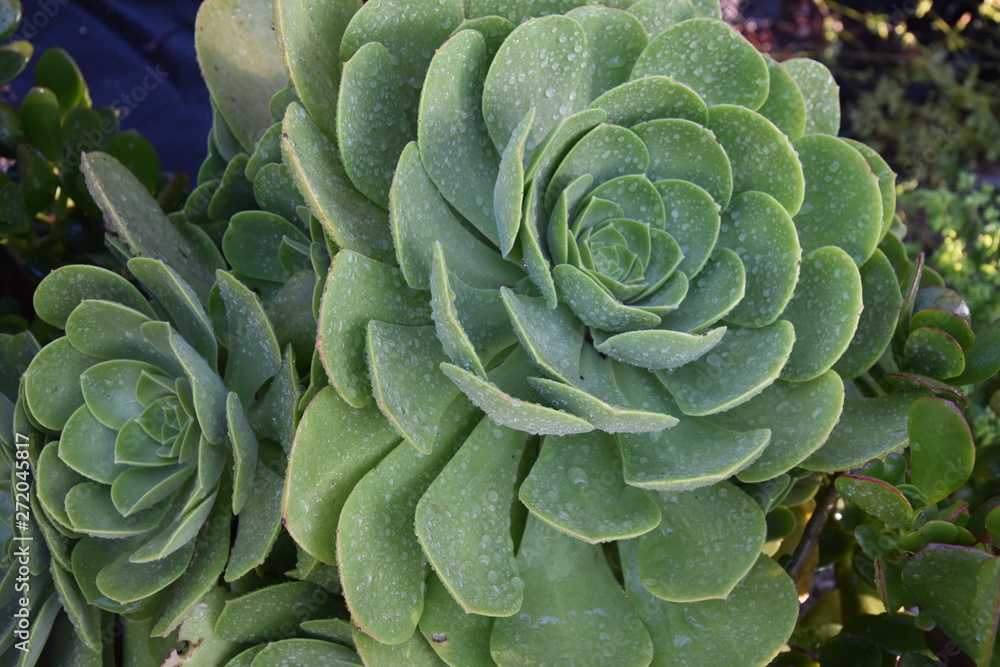 Obraz premium Aeonium Succulents