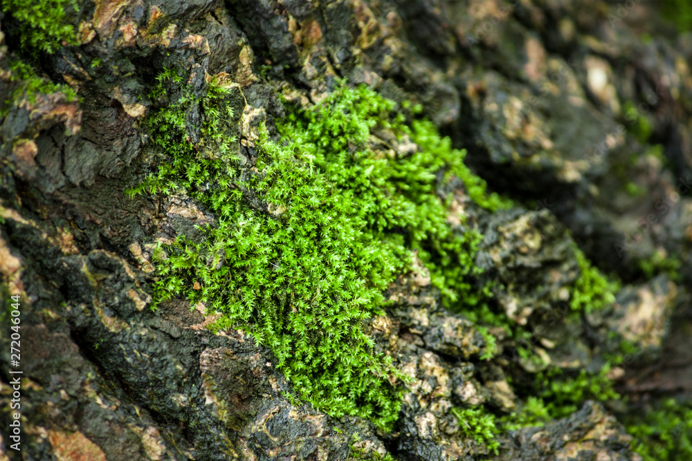 Green moss with rough trees, hd moss material, green plant background Green moss with rough trees, hd moss material, green plant background