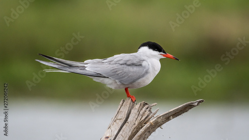 Close up isolated common tern seagull in the wild- Danube Delta Romania