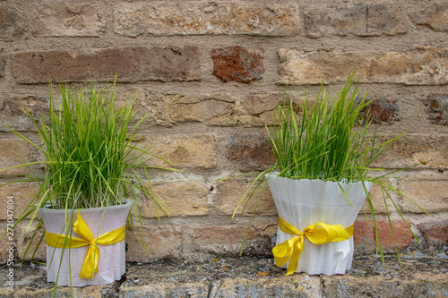 easter whitegrass photo