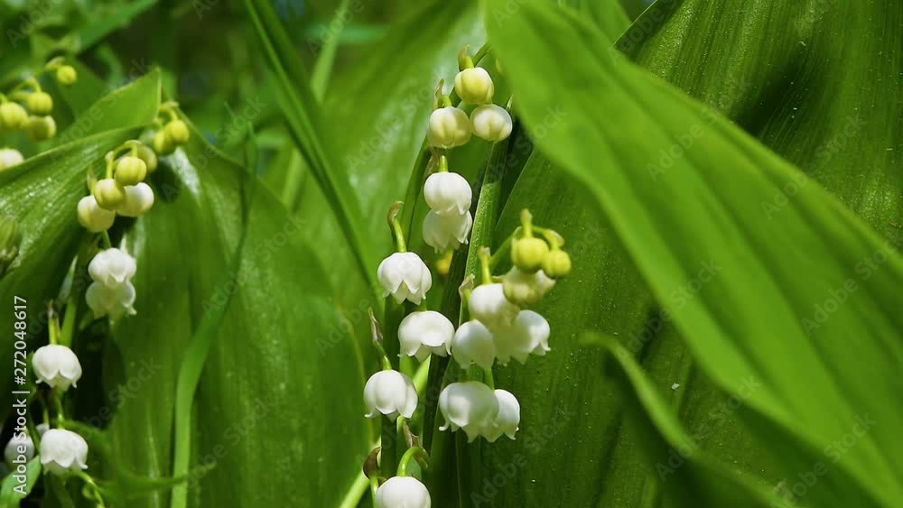Flowers medicinal plant lilies of the valley among the grass and leaves, spring green natural background, close-up Flowers medicinal plant lilies of the valley among the grass and leaves, spring green natural background, close-up