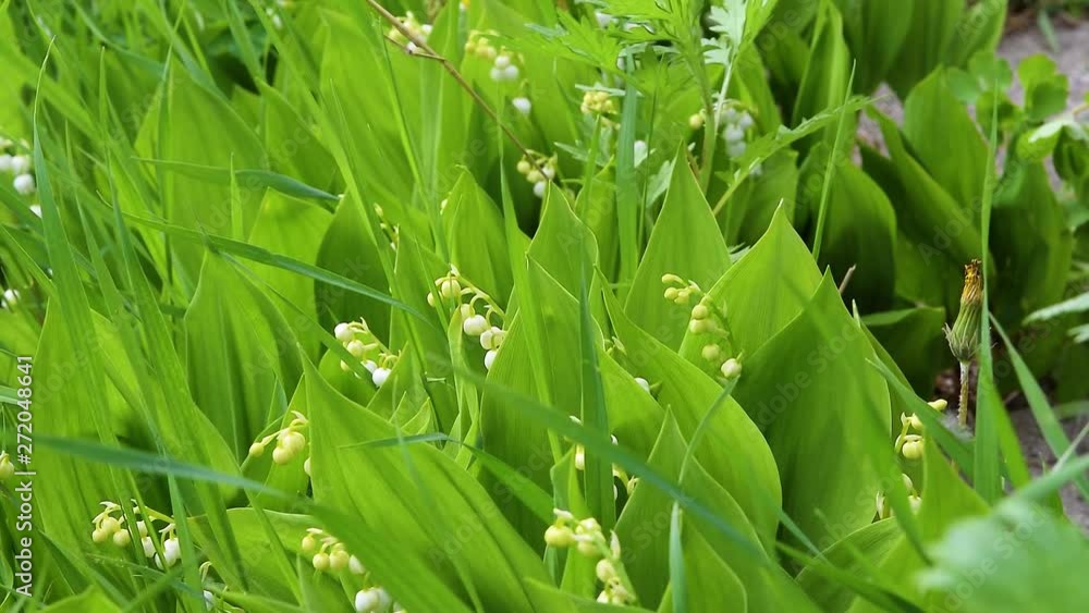 Flowers medicinal plant lilies of the valley among the grass and leaves, spring green natural background, close-up Flowers medicinal plant lilies of the valley among the grass and leaves, spring green natural background, close-up