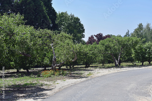 Apple Orchard © LaDonna