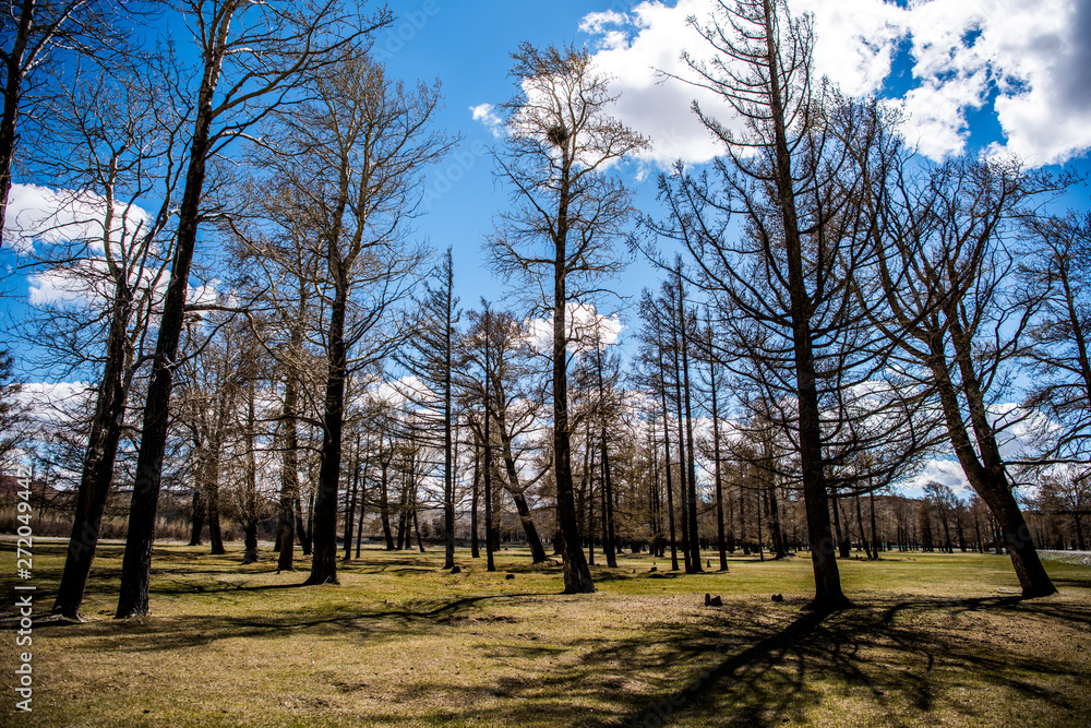 Beautiful spring forest in Altai Beautiful spring forest in Altai