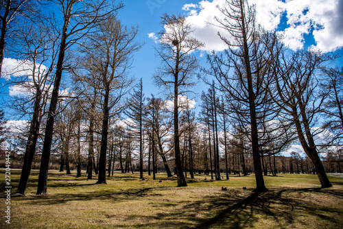 Beautiful spring forest in Altai