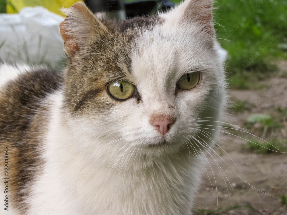Fototapeta premium A cute homeless cat with torn ear