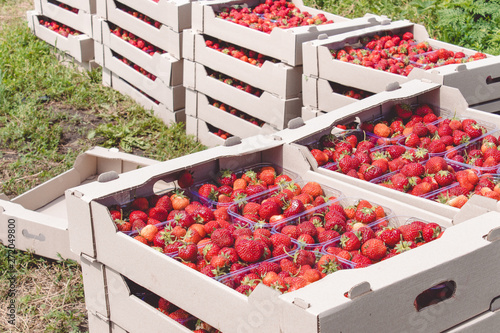 Strawberry harvest. An appetizing red strawberry with green tails lies in a carton box on the field.