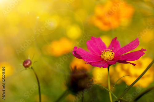 Closeup purple flower in summer garden with sun and lens flare on blurry background.