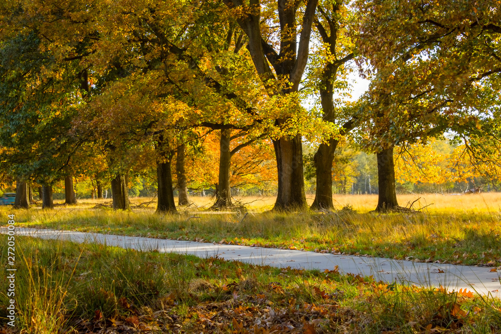 autumn in national park De hoge Veluwe in the Netherlands autumn in national park De hoge Veluwe in the Netherlands