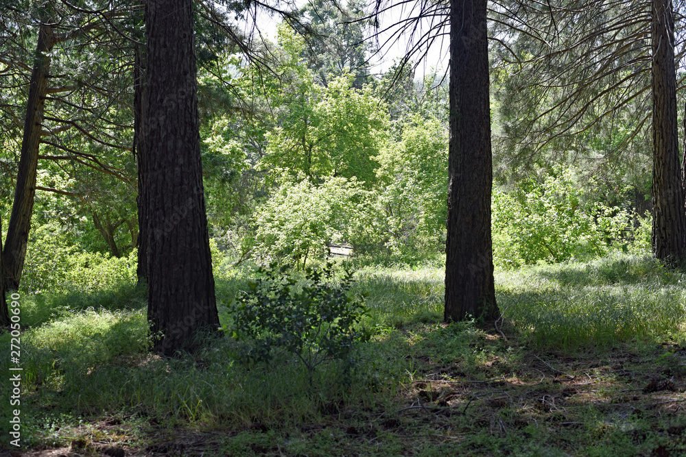 Mountain Meadow Mountain Meadow