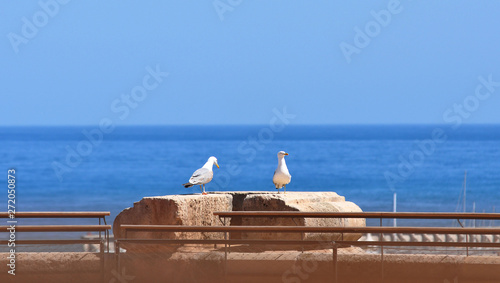 Seagulls