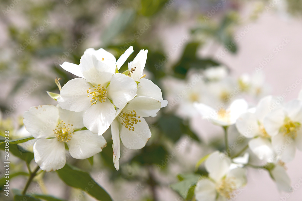 Flowers of an English dogwood or sweet mock-orange (Philadelphus coronaries) as natural background Flowers of an English dogwood or sweet mock-orange (Philadelphus coronaries) as natural background