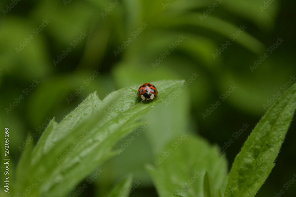 ladybug on green leaf ladybug on green leaf
