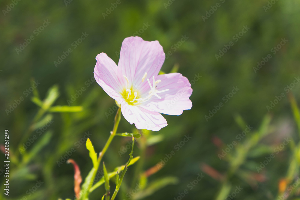 Obraz premium ピンクの花