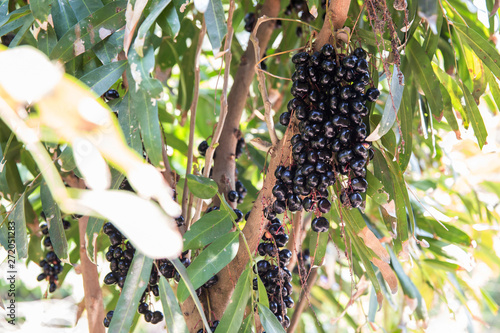 Luna Nut (Lepisanthes fruticosa Leenh) Thailand Fruit . Luna Nut (Lepisanthes fruticosa Leenh) in nature condition with Tree background photo