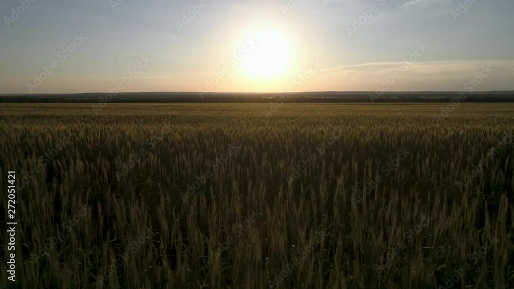 Wheat field in the evening sunset, agriculture concept. Healthy food, organic food Wheat field in the evening sunset, agriculture concept. Healthy food, organic food