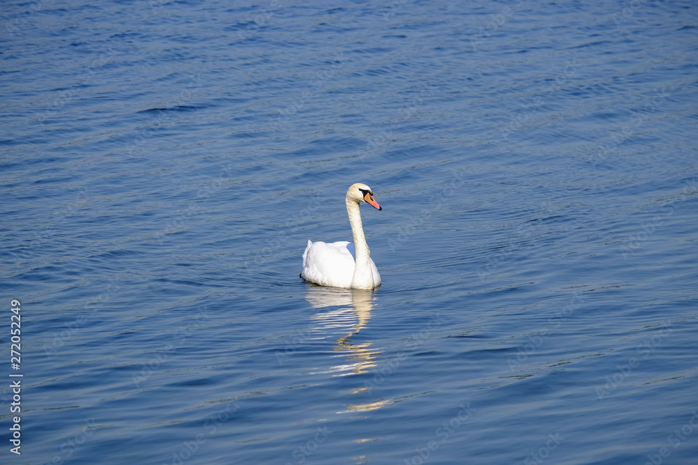 Fototapeta premium Beautiful white swan on the lake with blue water.