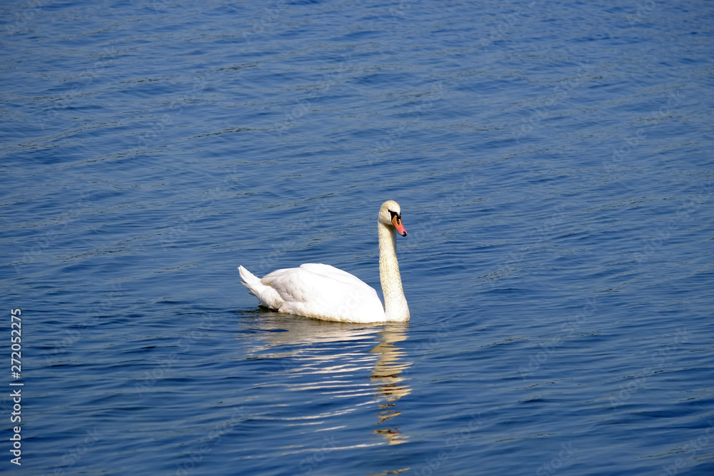 Beautiful white swan on the lake with blue water. Beautiful white swan on the lake with blue water.